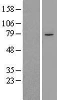 PHF21A Human Over-expression Lysate