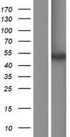 SOHLH1 Human Over-expression Lysate