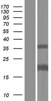 SAMD12 Human Over-expression Lysate