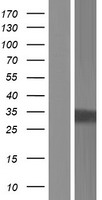 PHYHD1 Human Over-expression Lysate