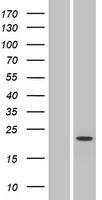 NHEDC1 (SLC9B1) Human Over-expression Lysate
