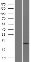 ATP6V0E2 Human Over-expression Lysate