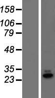REX1BD Human Over-expression Lysate