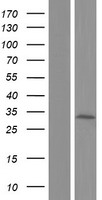TMEM192 Human Over-expression Lysate