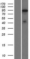 PHACTR2 Human Over-expression Lysate