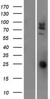 CEACAM20 Human Over-expression Lysate