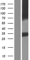 AQP12B Human Over-expression Lysate