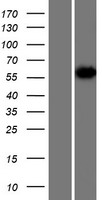hnRNP R (HNRNPR) Human Over-expression Lysate
