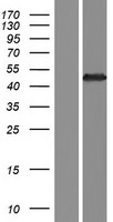GNAT3 Human Over-expression Lysate