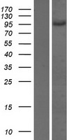 AP1B1 Human Over-expression Lysate