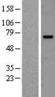 cIAP2 (BIRC3) Human Over-expression Lysate