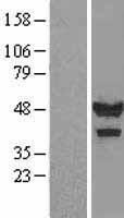 CASQ1 Human Over-expression Lysate