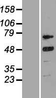 Cyclin T2 (CCNT2) Human Over-expression Lysate