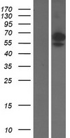SIGLEC6 Human Over-expression Lysate