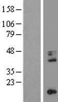 CD68 Human Over-expression Lysate