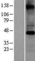 COX10 Human Over-expression Lysate