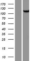 Cellular Apoptosis Susceptibility (CSE1L) Human Over-expression Lysate