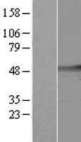 cleavage stimulation factor (CSTF1) Human Over-expression Lysate