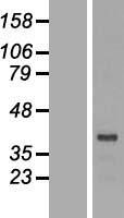 DRG2 Human Over-expression Lysate