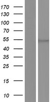 EIF2G (EIF2S3) Human Over-expression Lysate