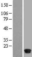 BLBP (FABP7) Human Over-expression Lysate