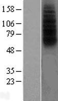 FPRL1 (FPR2) Human Over-expression Lysate
