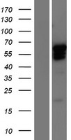 GBX2 Human Over-expression Lysate