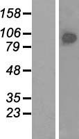 BRF1 Human Over-expression Lysate