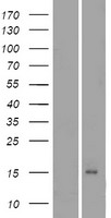 Orexin (HCRT) Human Over-expression Lysate
