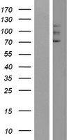 GUCY2F Human Over-expression Lysate