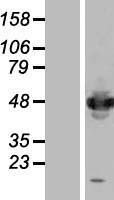 IFRD1 Human Over-expression Lysate