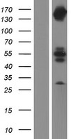 INPPL1 Human Over-expression Lysate