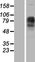 IMPG1 Human Over-expression Lysate