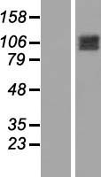 INPP5F (OCRL) Human Over-expression Lysate