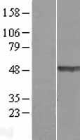 TEX28 Human Over-expression Lysate