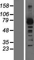 GRK2 Human Over-expression Lysate