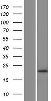 RHOG Human Over-expression Lysate
