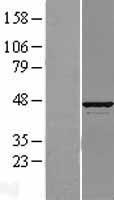 ATP6V1C1 Human Over-expression Lysate