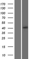 CXCR5 Human Over-expression Lysate