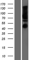 Calnexin (CANX) Human Over-expression Lysate