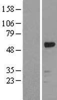 RUNX1 Human Over-expression Lysate