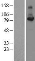Cyclin F (CCNF) Human Over-expression Lysate