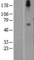 CD66b (CEACAM8) Human Over-expression Lysate