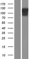 Collagen VI (COL6A2) Human Over-expression Lysate