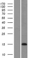 COX7A1 Human Over-expression Lysate