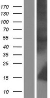 Neutrophil defensin 4 (DEFA4) Human Over-expression Lysate