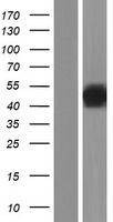DUSP7 Human Over-expression Lysate