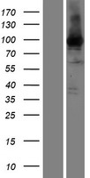 EEF2 Human Over-expression Lysate