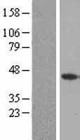 FGF4 Human Over-expression Lysate