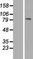 GNS Human Over-expression Lysate